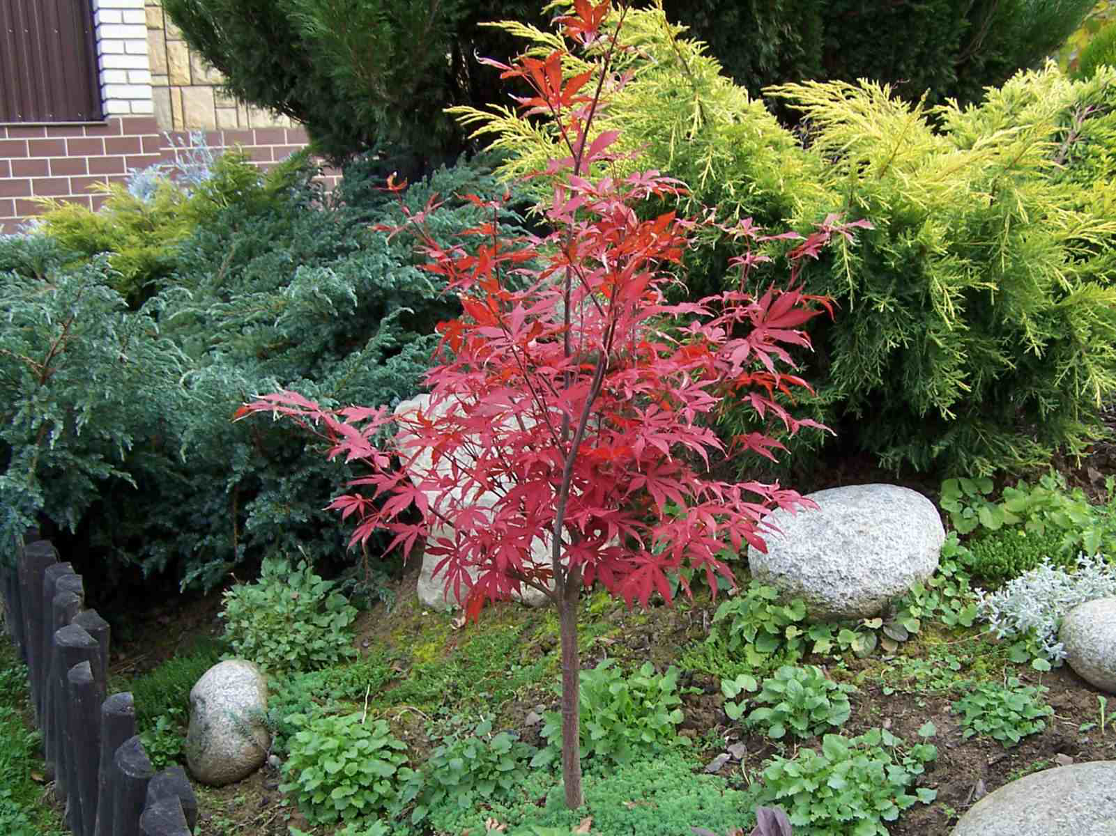 Five small to medium trees that can fit in small spaces