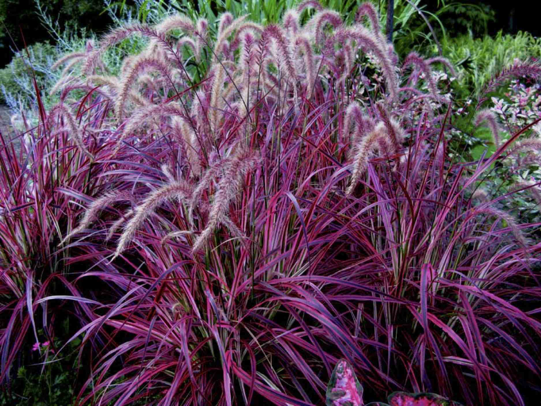 Ornamental grass recognized as 'Super Plant' by LSU