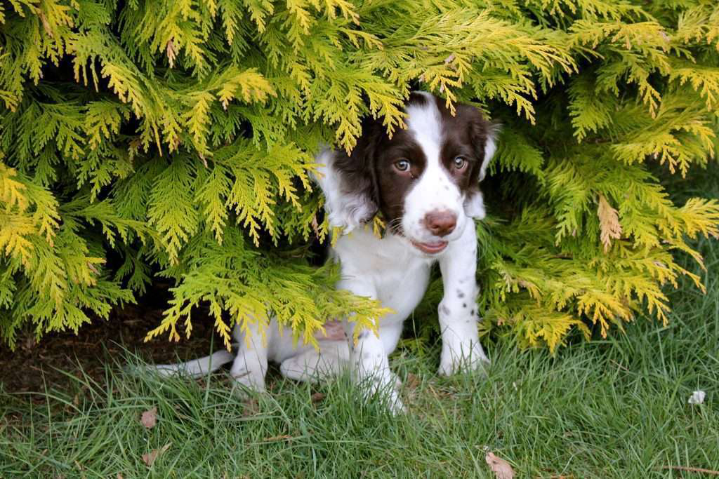 puppy-in-bush-1024x683.jpg