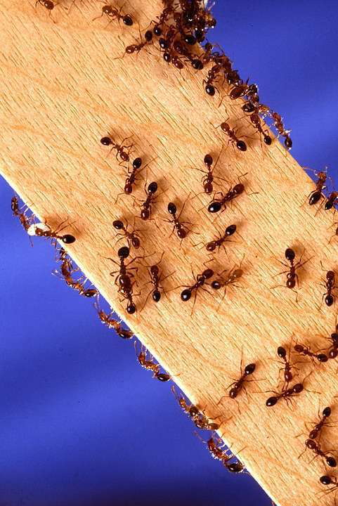 Fire ants crawling on a wooden stick