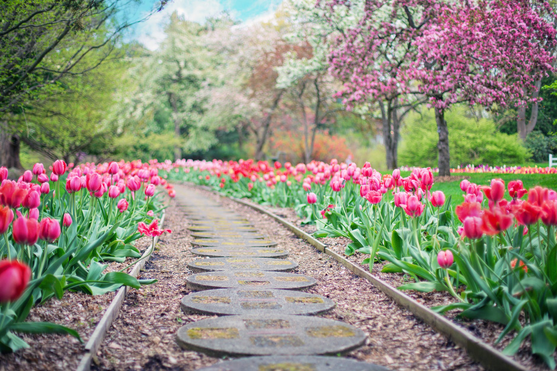 Tulips lining a paver walkway with edging