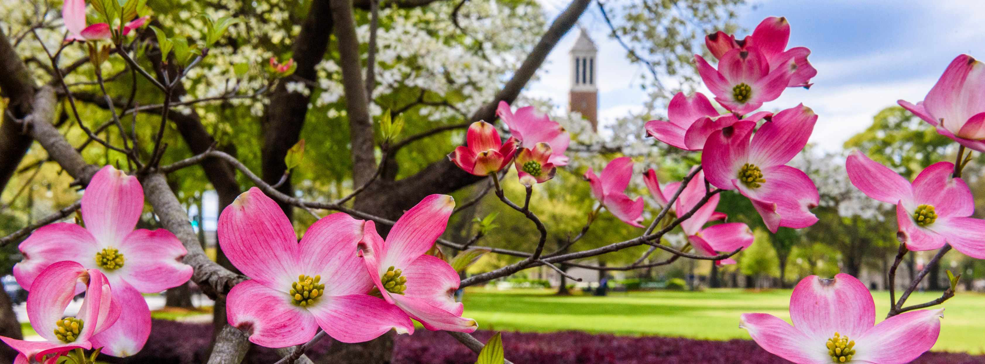 Pink dogwood tree blossoms on the University of Alabama campus