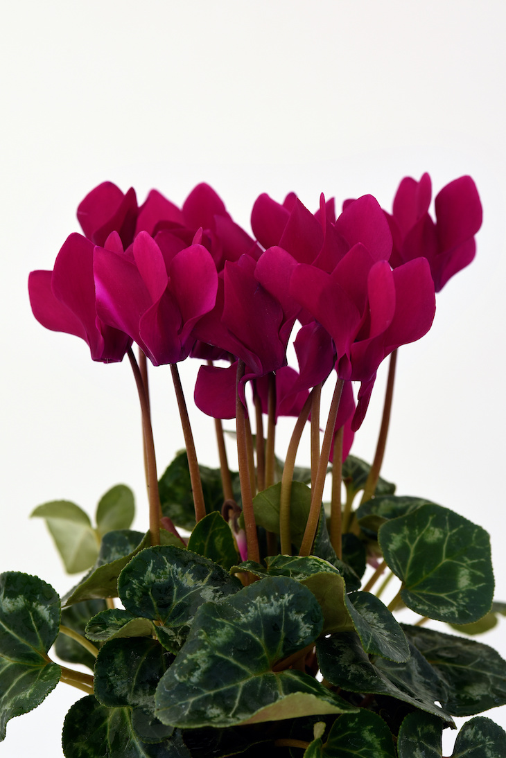 Valentine's Day plants for indoor and outdoor landscapes