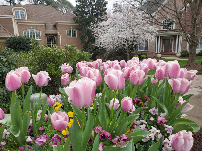pink tulips and pansies in the front yard of the house