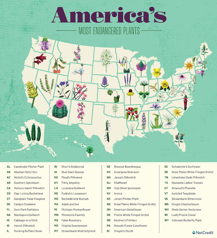 America's Most Endangered Plants map with endangered plants listed by state