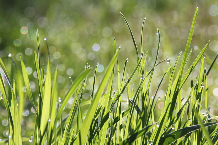 Dew droplets on the tips of grass